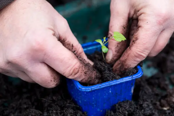 Planting a cucamelon seedling