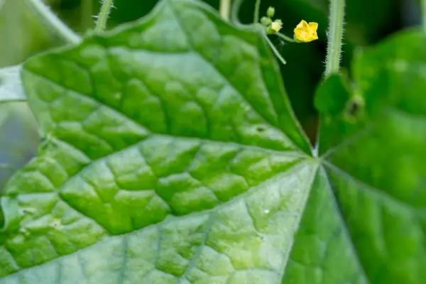 Cucamelon flower and leaf