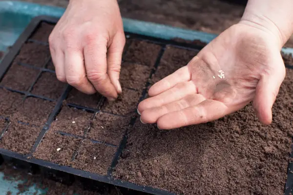 Sowing cucamelon seed