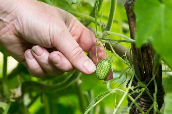 Come coltivare cucamelons
