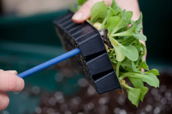 Removing the plugs from their cells