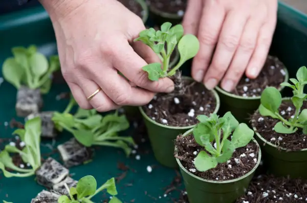 Planting the plugs into individual pots