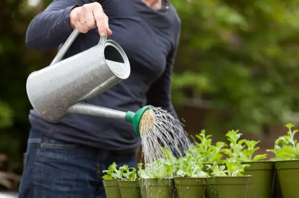 Watering the potted plug plants