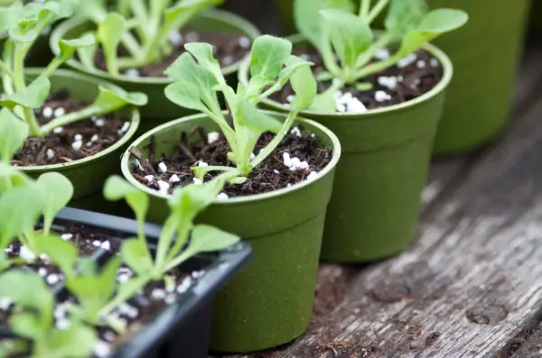 How to grow on plug plants