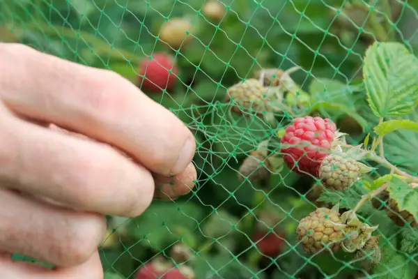Netting raspberry plants