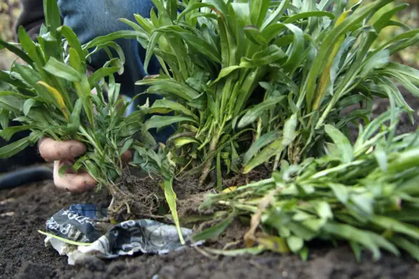 How to plant wallflowers - buying bare-root plants