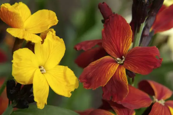 How to plant wallflowers - interplanting with tulips