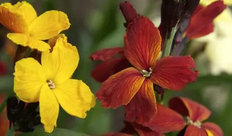 Wallflower blooms