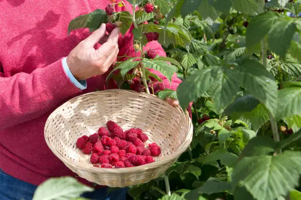 Harvesting raspberries