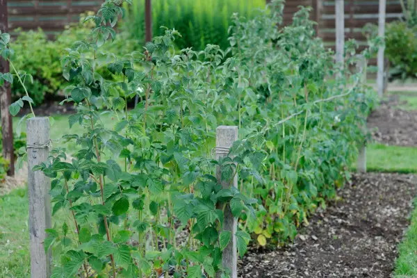 Ties-in raspberry canes