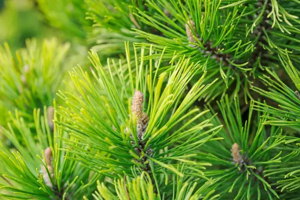 Dwarf mountain pine tree (Pinus mugo 