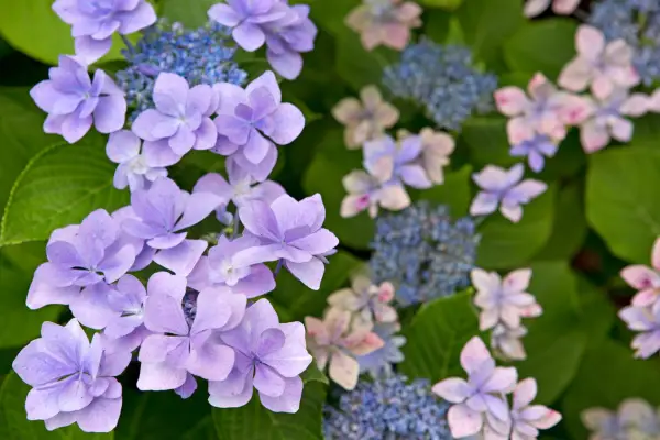 How to grow hydrangeas – Hydrangea 