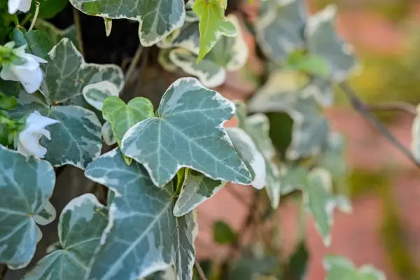 Reduce your carbon footprint - grow more plants