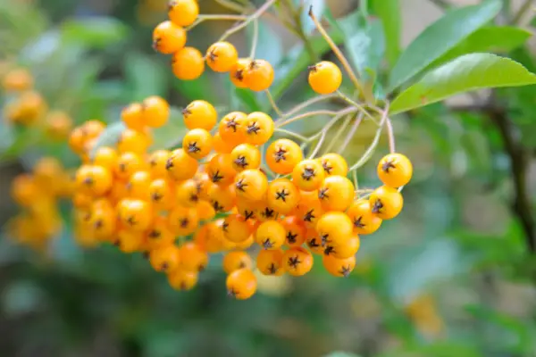 Firethorn berries