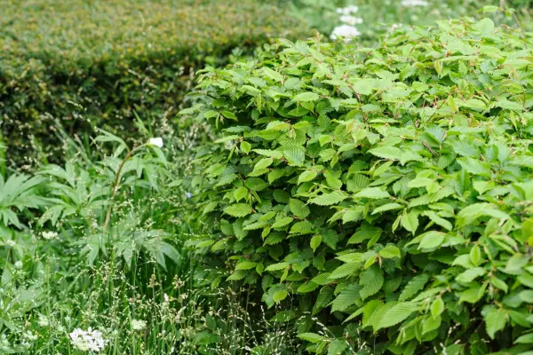 Hornbeam hedge