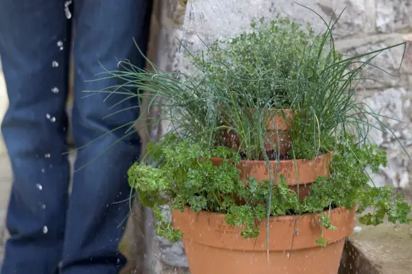 Thymian, Petersilie und Schnittler -Kräutertopf