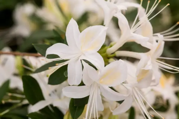 How to grow azaleas - Azalea 