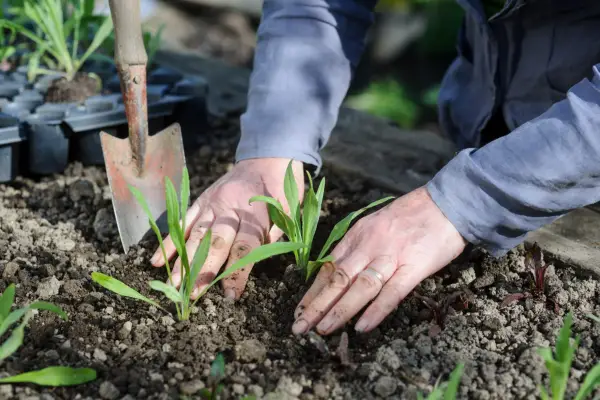 Planting out cornflowers
