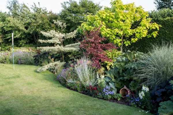 Indian bean tree growing at the back of a mixed border