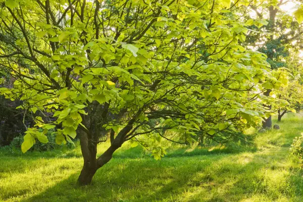 Indian bean tree. Getty Images