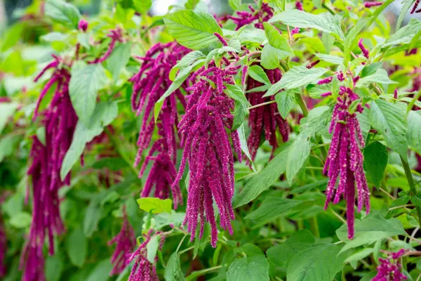 Love lies bleeding flower