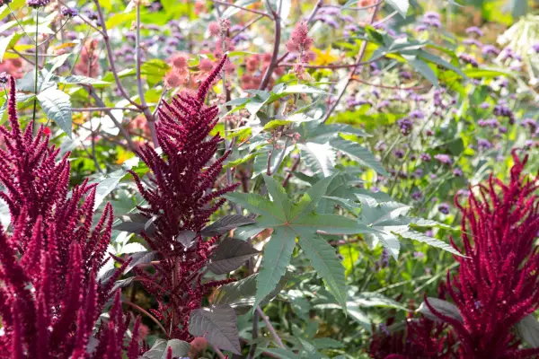 Como crescer o amor está sangrando