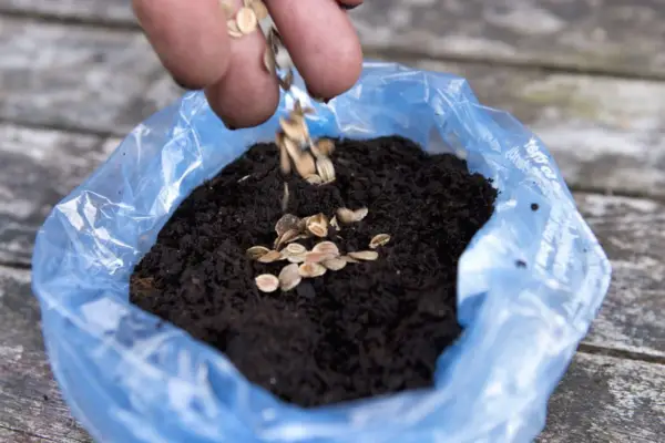 Tipping parsnip seed on to compost