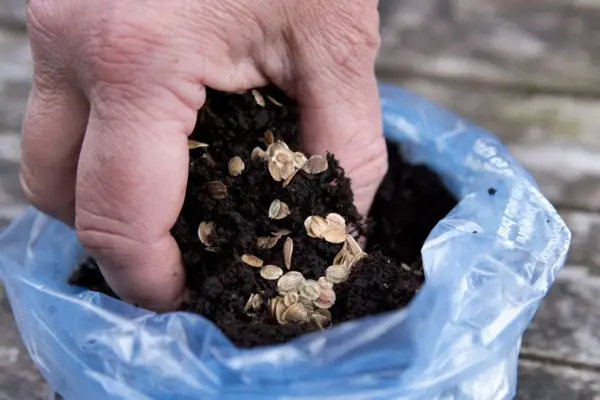 Mixing parsnip seed with compost