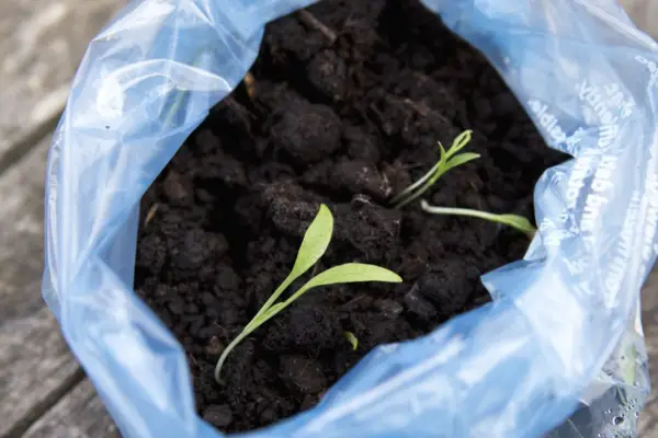 Parsnip seedlings