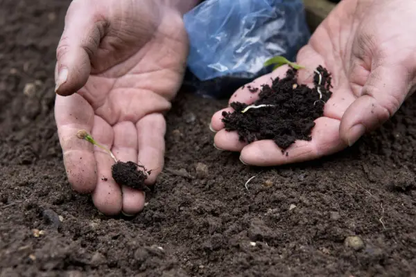 Planting parsnip seedlings in soil