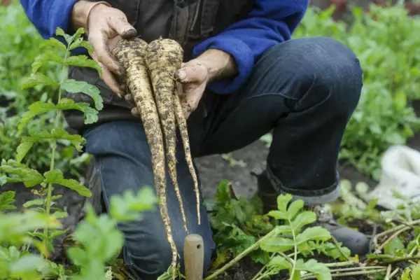 How to grow parsnips from seed