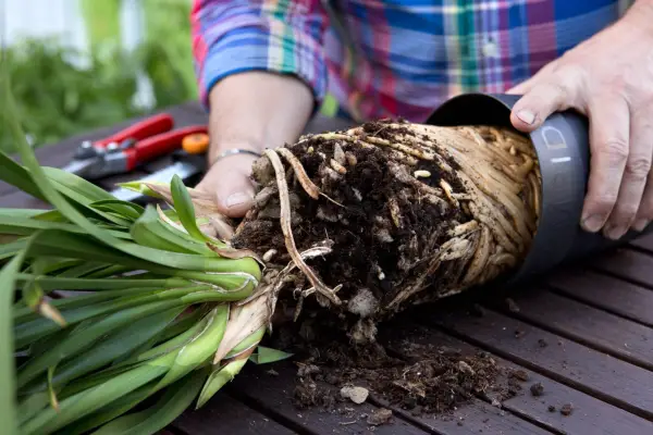 Removing the orchid from its pot