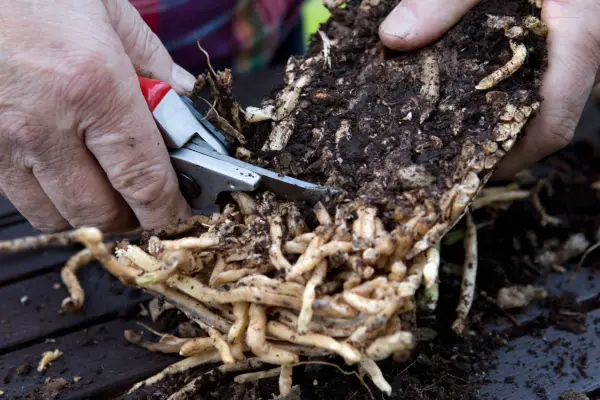Trimming orchid roots
