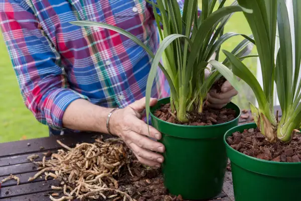 Watering the orchid with rainwater