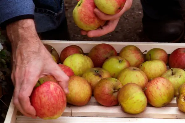 Storing apples in an apple rack