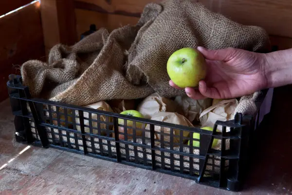 כיצד לאחסן תפוחים