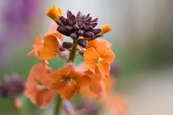 Wallflowers to grow - Erysimum 