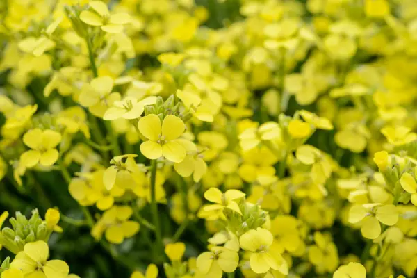 Wallflowers to grow - Erysimum 