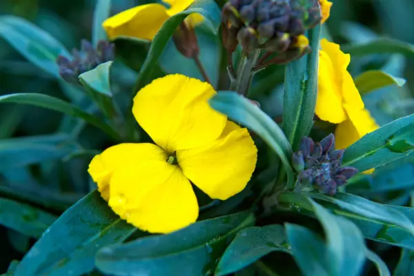 Wallflowers to grow - Erysimum 