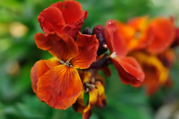 Wallflowers to grow - Erysimum cheiri