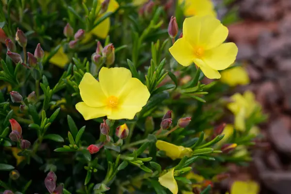 Gardening in a changing climate - grow drought-tolerant plants like rock rose