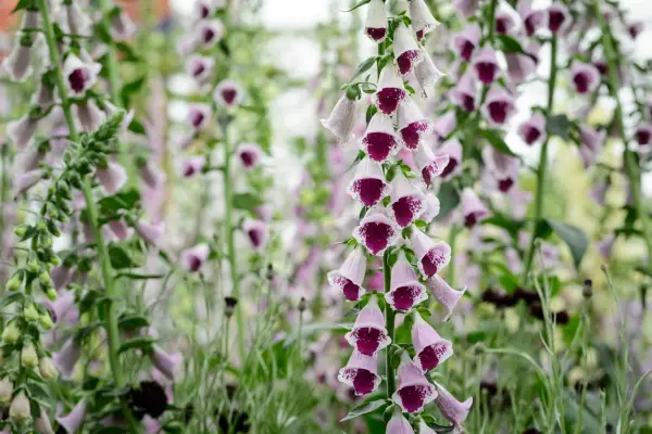 Gardening in a changing climate - grow native plants like foxglove