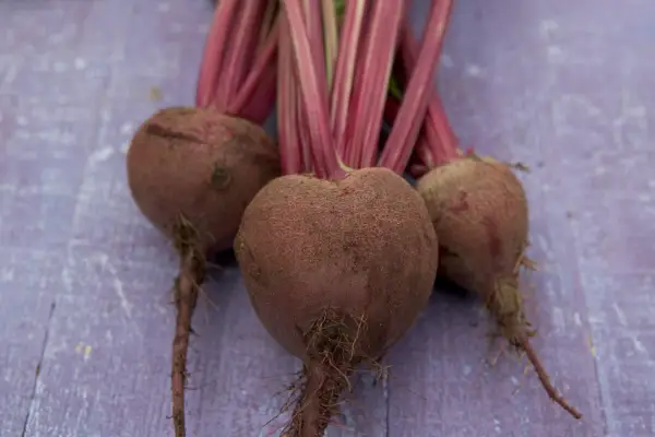 Beetroot 