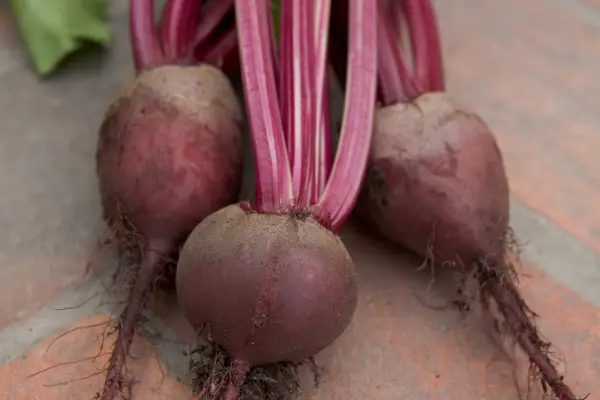 Beetroot 