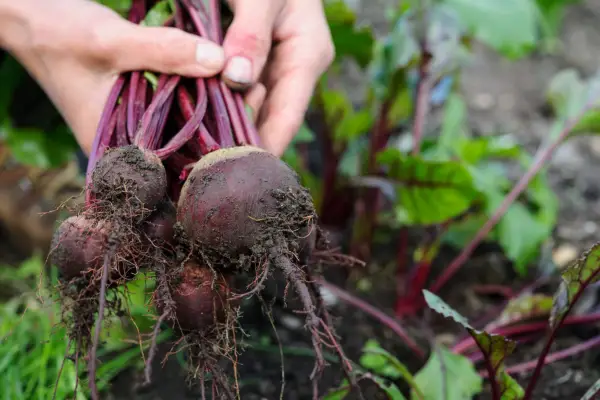Harvesting beetroot by hand
