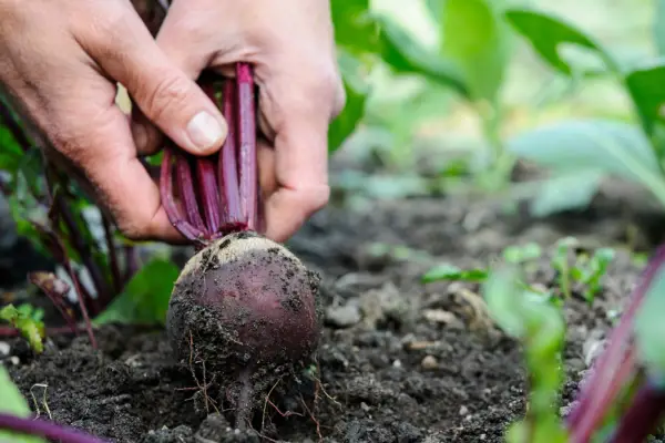 How to grow beetroot - how to harvest beetroot
