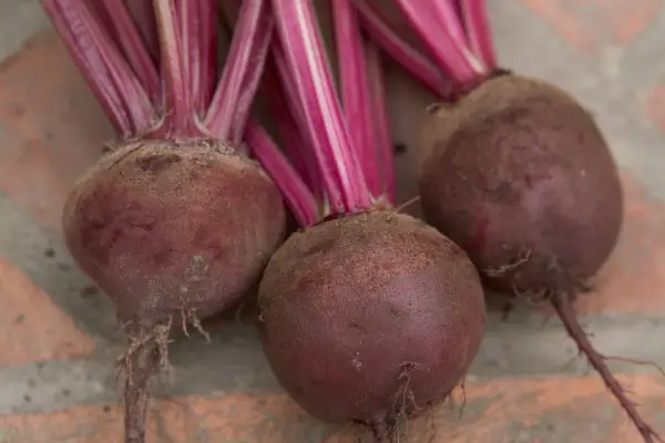 Beetroot 