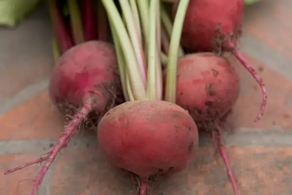 Beetroot 