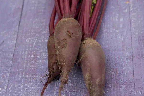 Beetroot 