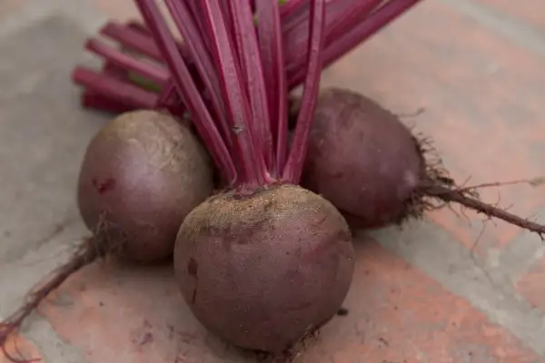 Beetroot 